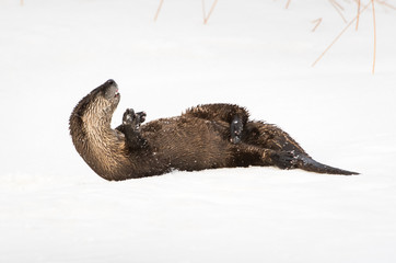 River otter in the wild