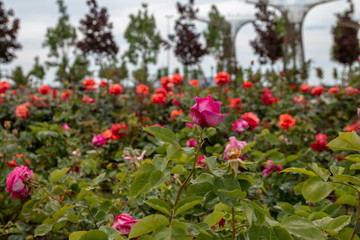 Fototapeta na wymiar Red rose in the garden