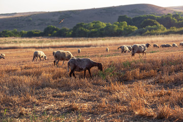 Naklejka na ściany i meble field with sheeps