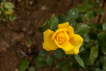 Yellow roses in the garden