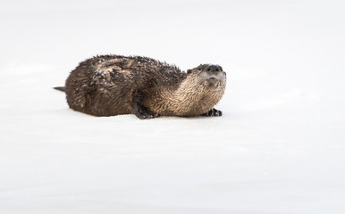 River otter in the wild