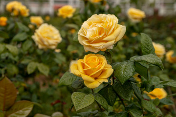 Yellow roses in the garden