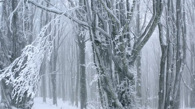 Leafless beech trees in snowy enchanted forest in winter
