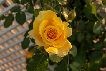Yellow roses in the garden