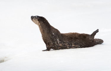 River otter in the wild