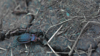 Ground Beetle 0001
