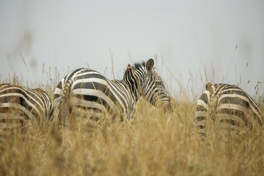 Zebras in a wildlife reserve, Kenya