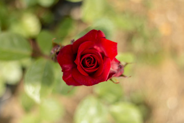 Red rose in the garden