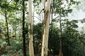 Fototapeta premium Eucalyptus trees in tropical forest mountians