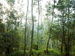 Aerial view of mountains with green dense tropical rainforests and morning fog