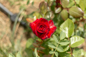 Red rose in the garden