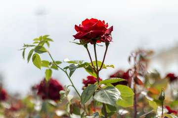 Red rose in the garden
