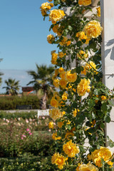 Fototapeta na wymiar Yellow roses on garden wall