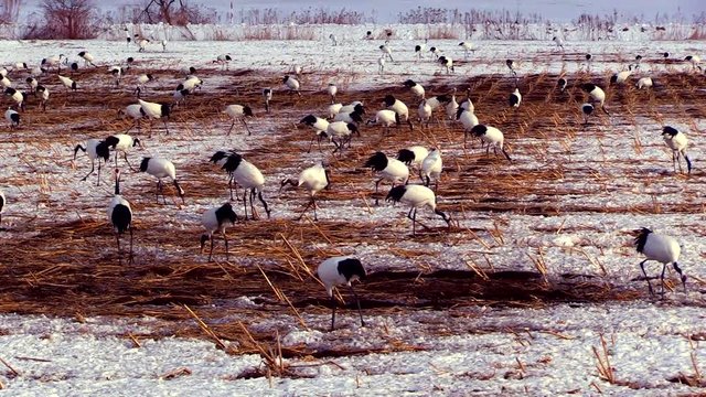 View of bird walking in field, Tsurui Village, Akan, Hokkaido, Japan