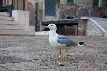 Obraz premium An Herring gull in Venice ,Italy