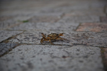 Crab In Venice