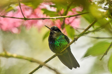 Green Thorntail