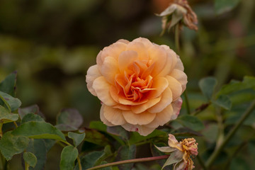 Yellow roses in the garden