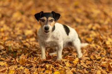 Cute little Jack Russell Terrier dog is standing focused in autumn leaves colored.