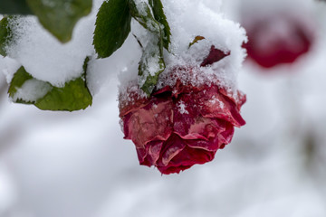 Red roses in the snow