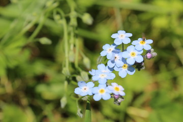 blue flowers in the garden