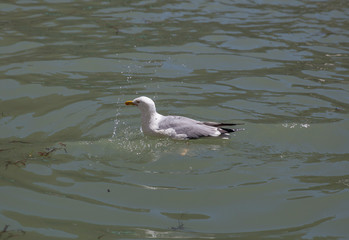 An Herring gull bathing in a canal in Venice ,Italy