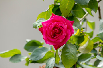 Fototapeta premium Red rose in the garden