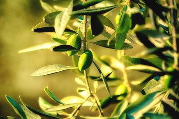 Obraz na płótnie Canvas Closeup of olives on olive branch.