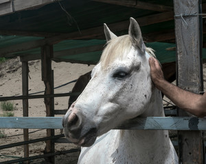 Close-up portrait of a white horse standing in a stall. Muzzle of a horse looking at left side. Man's hand stroking an animal