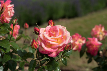 Rose Bud Hill