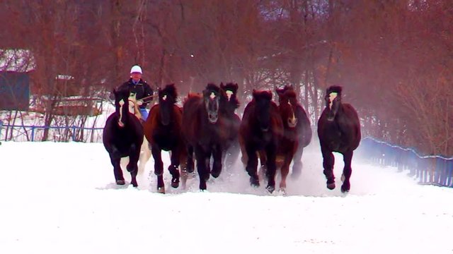 View of running horses, Otoshacho, Hato, Hokkaido, Japan