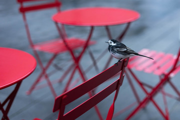Fototapeta na wymiar Sparrow on a red patio chair