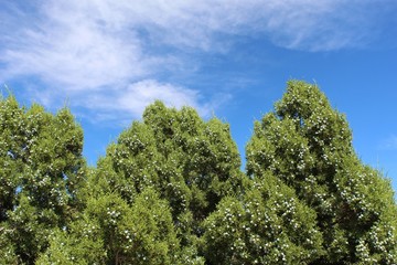 Casually as California Juniper, botanically as Juniperus Californica, this Southern Mojave Desert native plant grows in the Little San Bernardino range of Joshua Tree National Park.
