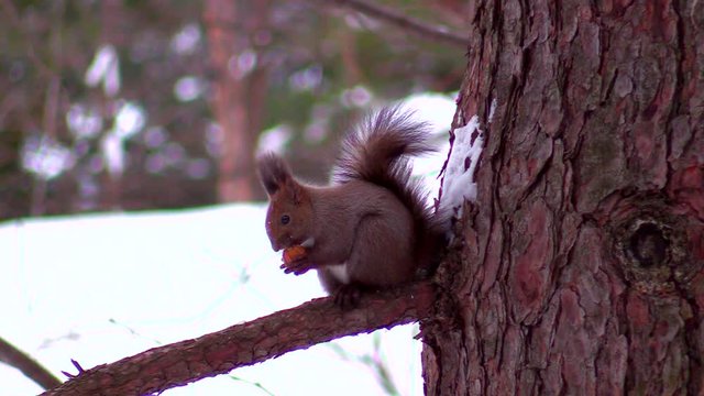 Close up of squirrel on tree branch in winter