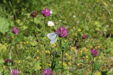 purple flowers in the garden