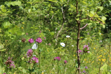 flowers in garden