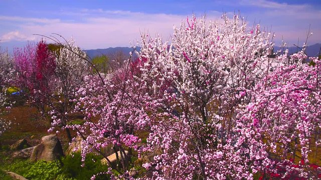 Pink blossoming peach trees