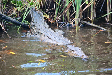 Crocodile swimming in he Black river, Jamaica