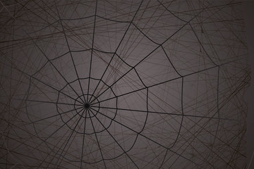 concentric white web on a gray background