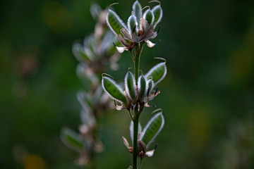 pea pods for flowers that have already bloomed in Roback forest