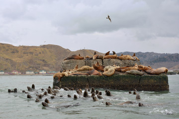 many sea lions on a breakwater