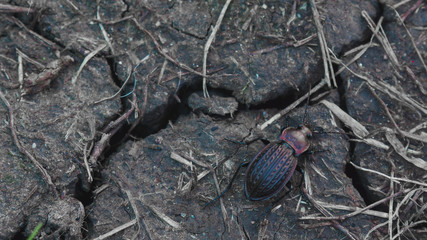 Ground beetle 0005
