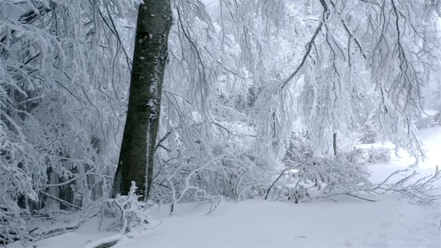 Frozen tree in enchanted snow covered forest