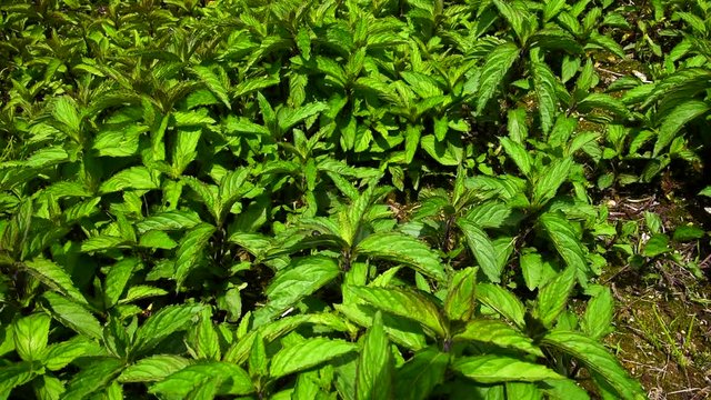 High angle shot of Japanese Mint growing in Nikoro Hakka Park