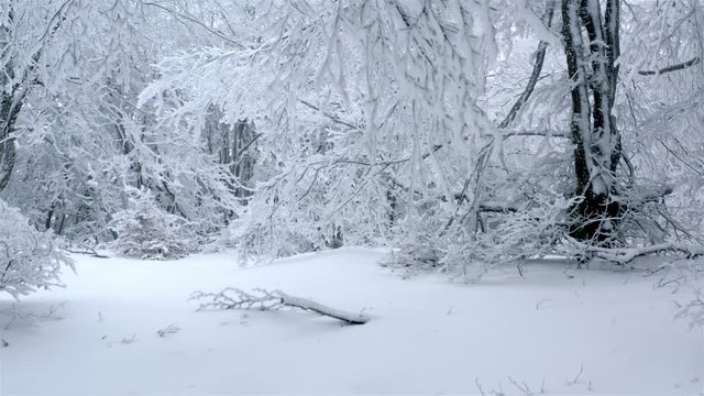 Cold winter in enchanted forest covered in snow
