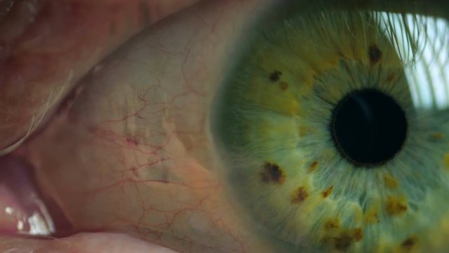 Green iris human eye