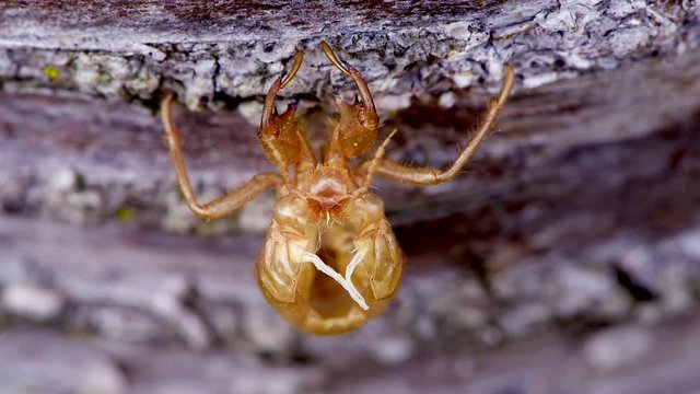 Close Up shot of empty Cicada nymph shell on tree