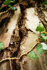 Albero con foglie 