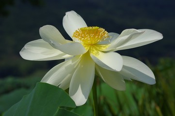Fototapeta premium 蓮の花 白い蓮の花 ハス