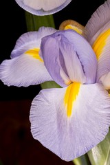 Fototapeta na wymiar Purple Iris